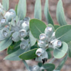 Meet your Posher, Luisa